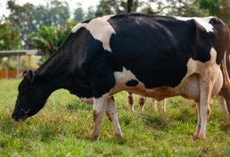 Foto de vaca pastando.