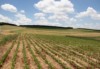 Foto de plantação de soja.