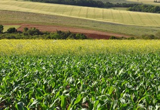 Foto de lavouras de milho, trigo e canola. Foto de lavouras de milho, trigo e canola.