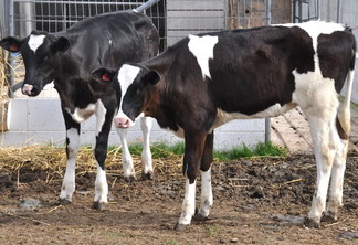 Foto de duas vacas com as cores preto e branco. Foto de duas vacas com as cores preto e branco.