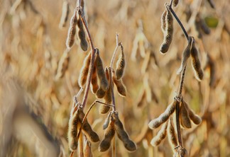 Na foto aparece uma lavoura de soja Na foto aparece uma lavoura de soja
