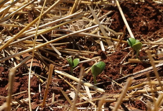 Foto de plantas de soja. Foto de plantas de soja.