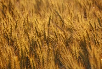 Foto de trigo em lavoura. Foto de trigo em lavoura.