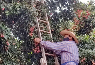Foto: IDR-Paraná Foto: IDR-Paraná