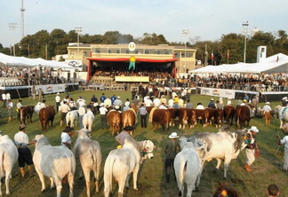 A foto mostra vários animais, em uma feira no Rio Grande do Sul