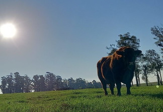 A foto mostra um boi no pasto A foto mostra um boi no pasto