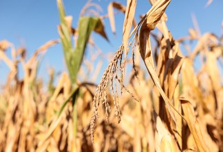 Foto de plantas de milho secas. Foto de plantas de milho secas.