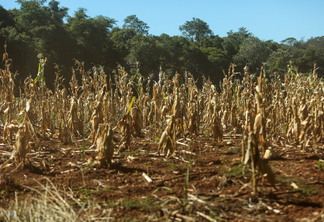 Foto de lavoura de milho afetada pela estiagem. Foto de lavoura de milho afetada pela estiagem.