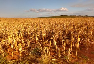 A foto mostra uma lavoura de milho afetada pela estiagem no Rio Grande do Sul A foto mostra uma lavoura de milho afetada pela estiagem no Rio Grande do Sul