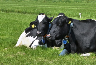 A foto mostra duas vacas deitadas no pasto A foto mostra duas vacas deitadas no pasto