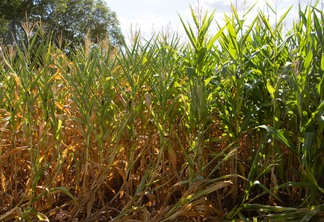 Foto de plantas de milho em lavoura. Uma parte delas está com folhas amareladas. Foto de plantas de milho em lavoura. Uma parte delas está com folhas amareladas.