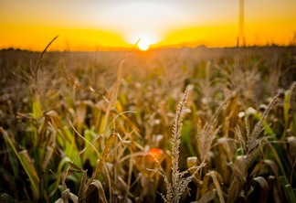 A foto mostra um milharal e o sol A foto mostra um milharal e o sol