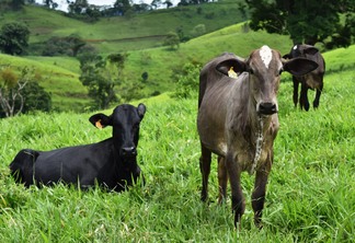 A foto mostra dois bovinos no pasto A foto mostra dois bovinos no pasto