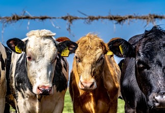 A foto mostra três vacas atrás de uma cerca de arame farpado A foto mostra três vacas atrás de uma cerca de arame farpado