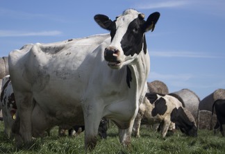 A foto mostra uma vaca A foto mostra uma vaca