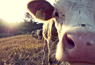 A foto mostra uma vaca A foto mostra uma vaca
