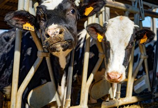 A foto mostra duas vacas no suporte de alimentação. A foto mostra duas vacas no suporte de alimentação.
