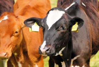 A foto mostra duas vacas, uma de pelagem marrom claro e outra de marrom escuro. A foto mostra duas vacas, uma de pelagem marrom claro e outra de marrom escuro.