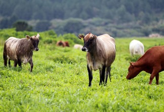 A foto mostra alguns bois no pasto A foto mostra alguns bois no pasto