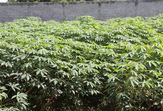 A foto mostra algumas plantas de mandioca, de coloração verde A foto mostra algumas plantas de mandioca, de coloração verde