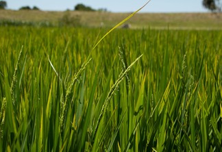 Foto de lavoura de arroz. Foto de lavoura de arroz.