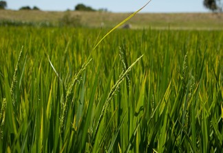 Foto de lavoura de arroz.