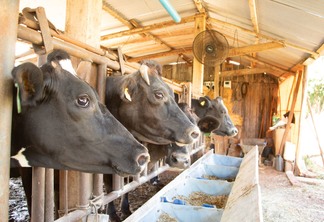 Foto de vacas durante alimentação. Foto de vacas durante alimentação.