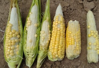 Foto de espigas de milho com poucos grãos. Foto de espigas de milho com poucos grãos.