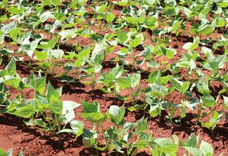 A foto mostra plantas de soja em desenvolvimento vegetativo