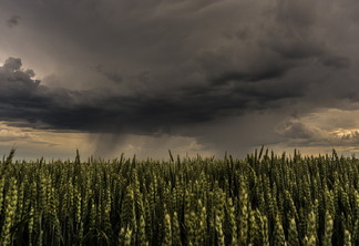 A foto mostra uma lavoura de trigo e o céu com nuvens carregadas de chuva A foto mostra uma lavoura de trigo e o céu com nuvens carregadas de chuva