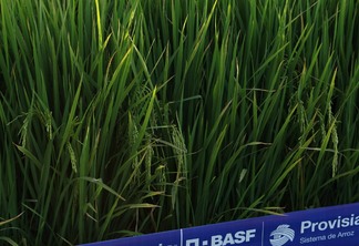 A BASF apresenta o Sistema Provisia na Abertura da Colheita do Arroz | Foto: Matheus Lorenzini/Destaque Rural