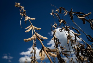 Foto de plantas de soja com grãos. Foto de plantas de soja com grãos.
