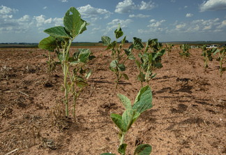 Foto de plantas de soja afetadas pela estiagem. Foto de plantas de soja afetadas pela estiagem.