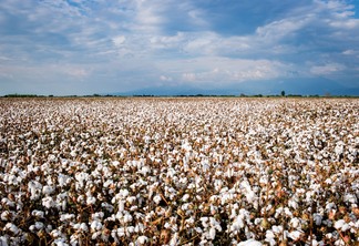 A foto mostra uma lavoura de algodão A foto mostra uma lavoura de algodão