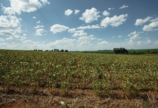 Foto de lavoura afetada pela estiagem. Foto de lavoura afetada pela estiagem.