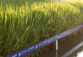 Foto de lavoura de arroz da BASF em vitrine tecnológica.