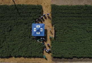 Vitrines apresentam novas tecnologias para o cultivo | Foto: Carlos Queiroz/Divulgação Vitrines apresentam novas tecnologias para o cultivo | Foto: Carlos Queiroz/Divulgação
