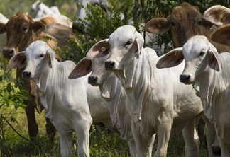 A foto mostra alguns bovinos A foto mostra alguns bovinos