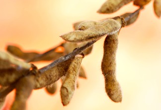 A foto mostra uma planta de soja A foto mostra uma planta de soja