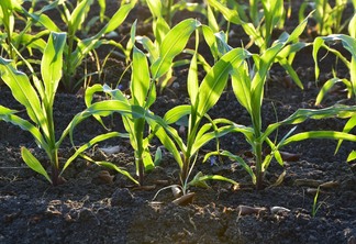 Foto de plantas de milho ainda pequenas. Foto de plantas de milho ainda pequenas.