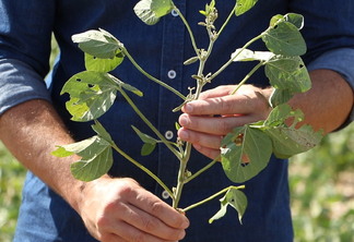 Foto de mãos segurando planta de soja.
