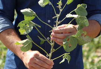 Foto de mãos segurando planta de soja. Foto de mãos segurando planta de soja.