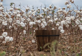 A foto mostra plantas de algodão e uma balde de madeira