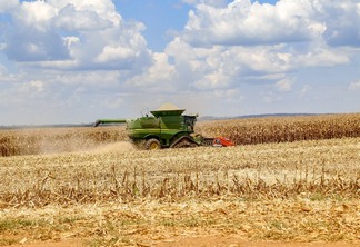 A foto mostra uma lavoura de milho sendo colhida