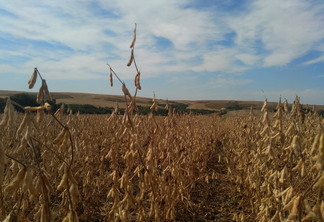 Foto de lavoura de soja pronta para colheita. Foto de lavoura de soja pronta para colheita.