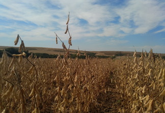 Foto de lavoura de soja pronta para colheita.