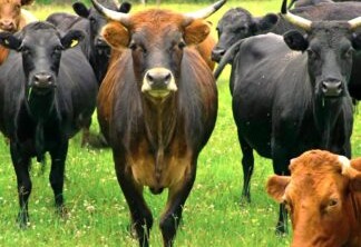 A foto mostra alguns bovinos no pasto