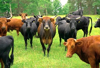 A foto mostra alguns bovinos no pasto