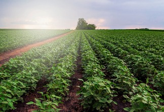 Sustentáveis, biofertilizantes geram plantas mais resistentes ao estresse e incrementam produtividade.
Foto: Divulgação Sustentáveis, biofertilizantes geram plantas mais resistentes ao estresse e incrementam produtividade.
Foto: Divulgação