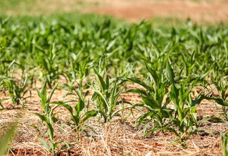 Foto de lavoura de milho com plantas pequenas. Foto de lavoura de milho com plantas pequenas.